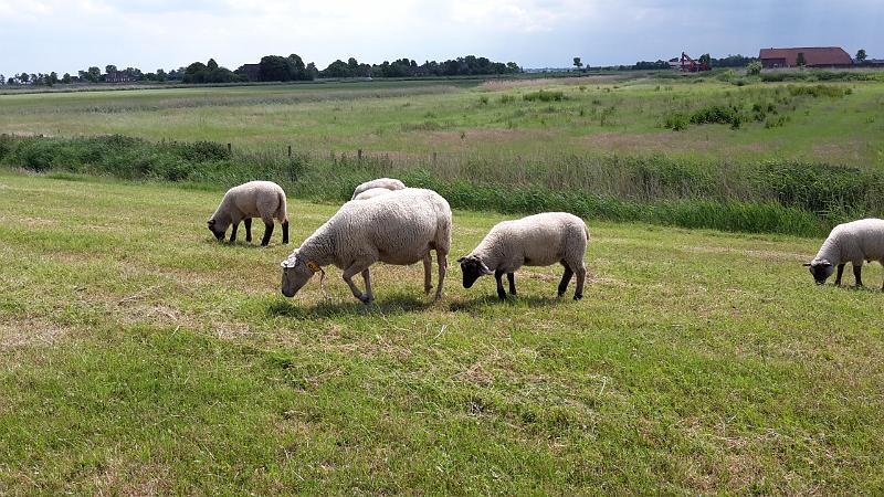 20170604_143511.jpg - Ditzum 2017
