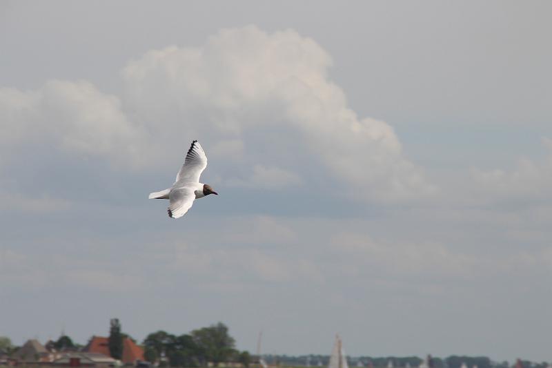 IMG_2258.JPG